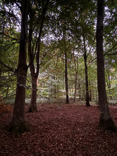 WhatsApp Image 2025-12-15 at 17.22.45 (1)