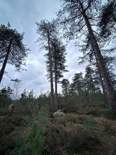 WhatsApp Image 2026-01-18 at 07.37.46 (1)