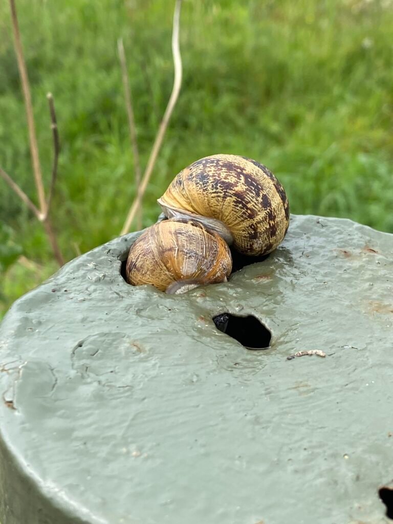 Just a couple of snails hanging out