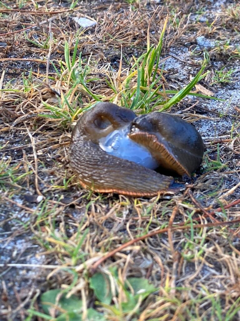 Just some slugs doing something interesting