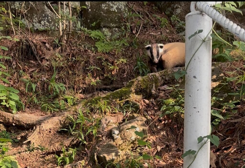 Badger on a forest path in South Korea during my hike