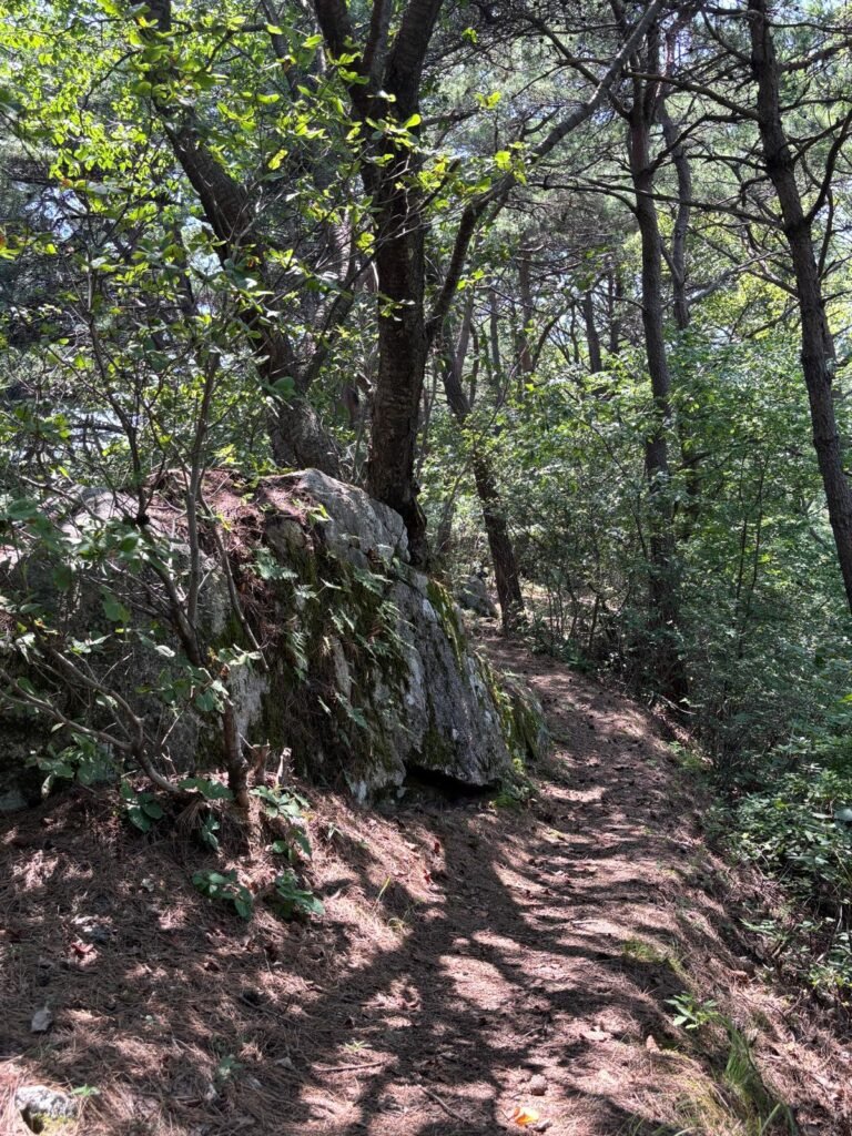 A narrow trail winding through forested hills in South Korea, surrounded by trees and soft filtered light.