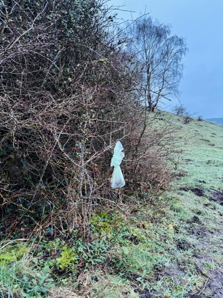 A used dog poo bag hanging from brambles at the top of St Catherine's Hill in Winchester