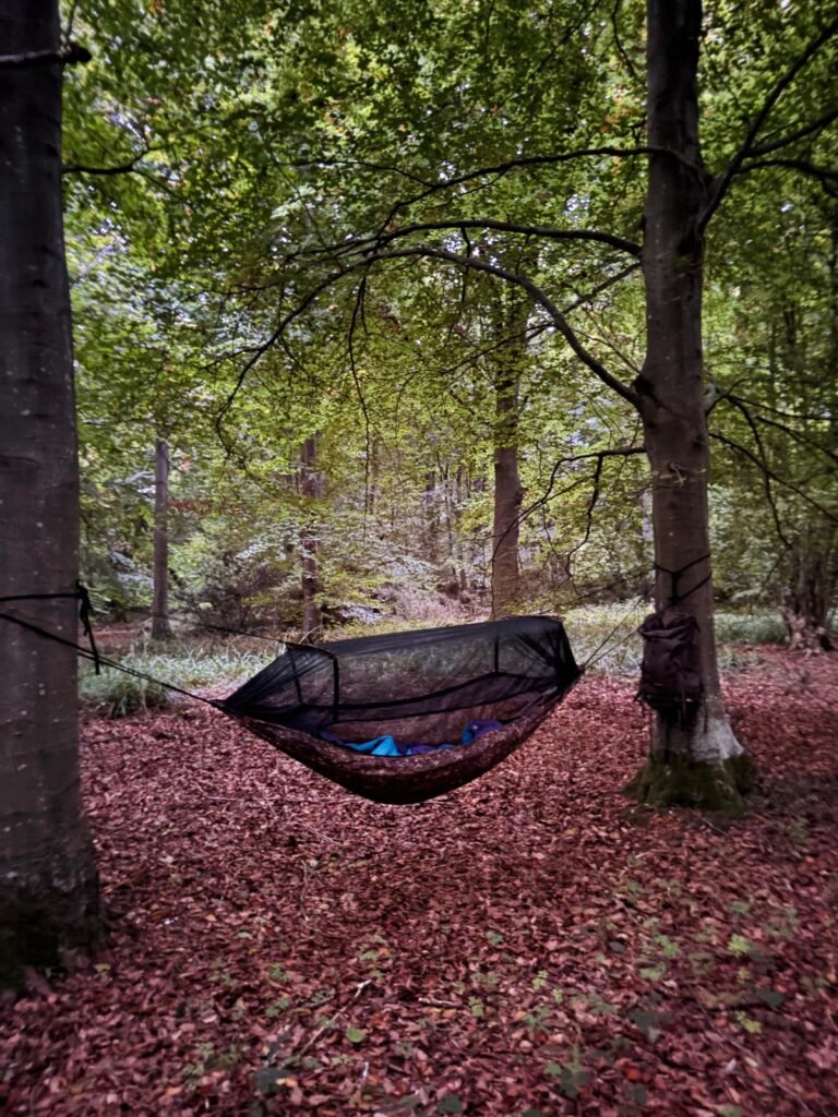 DD Hammock set up between two trees in a woodland with fallen leaves on the forest floor during a UK wild camping trip