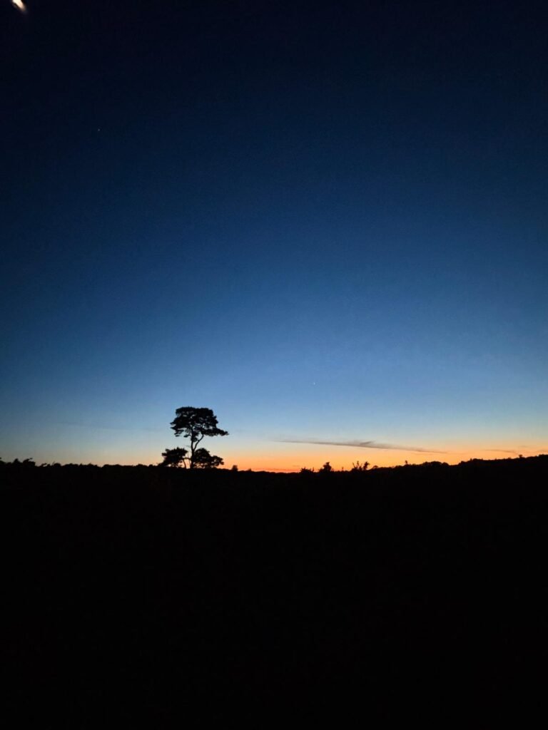 Dusk sky fading from blue to orange over a silhouetted tree and bushes with the moon visible
