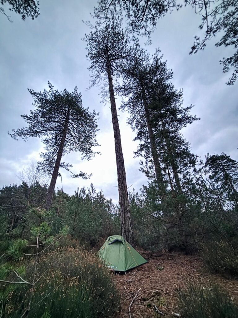 OEX Phoxx 1 V2 tent pitched in woodland surrounded by trees and bushes