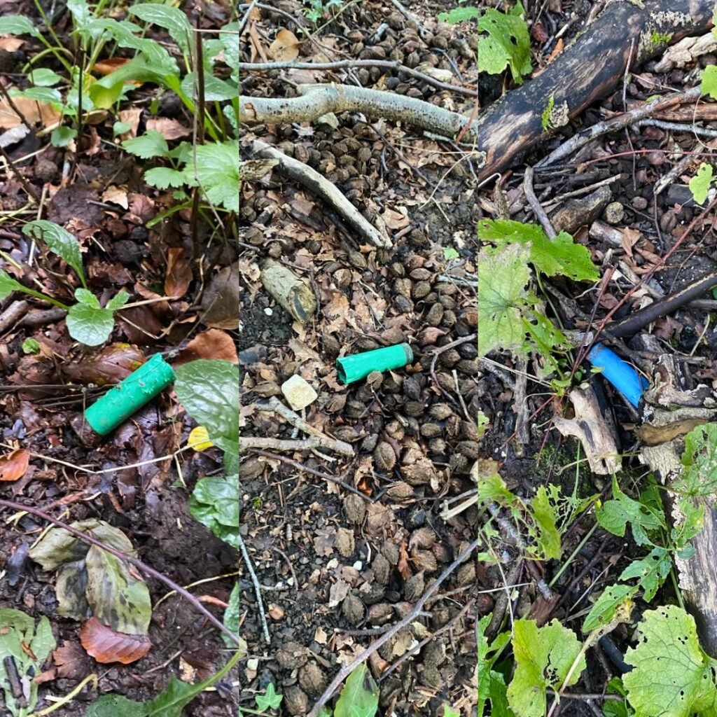 Used shotgun cartridges scattered across a woodland floor in a remote forest area