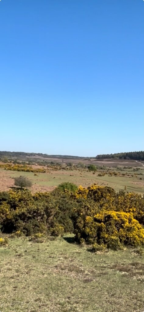 New Forest heathland with gorse bushes and distant woodland near Frogham