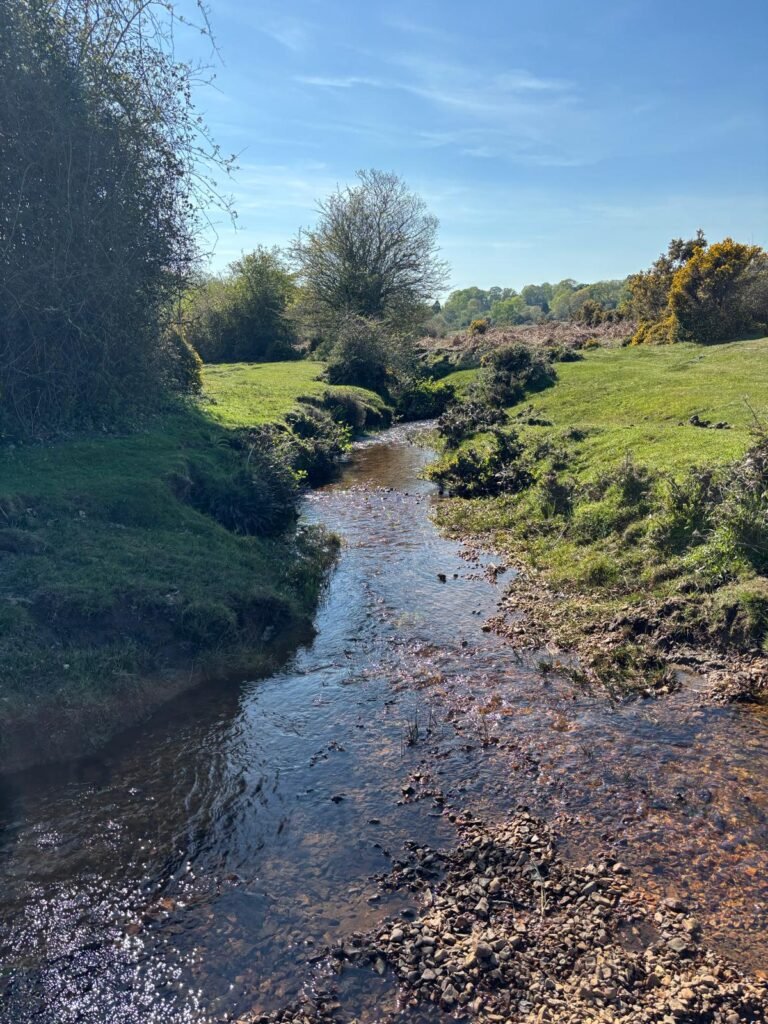 Latchmore Brook flowing through woodland in the New Forest