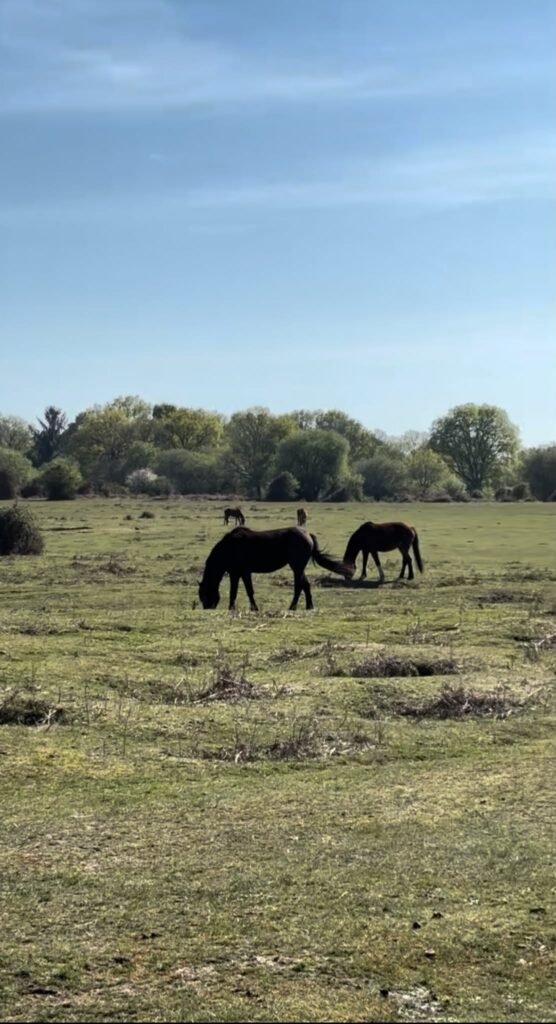New Forest ponies grazing on open heathland grass