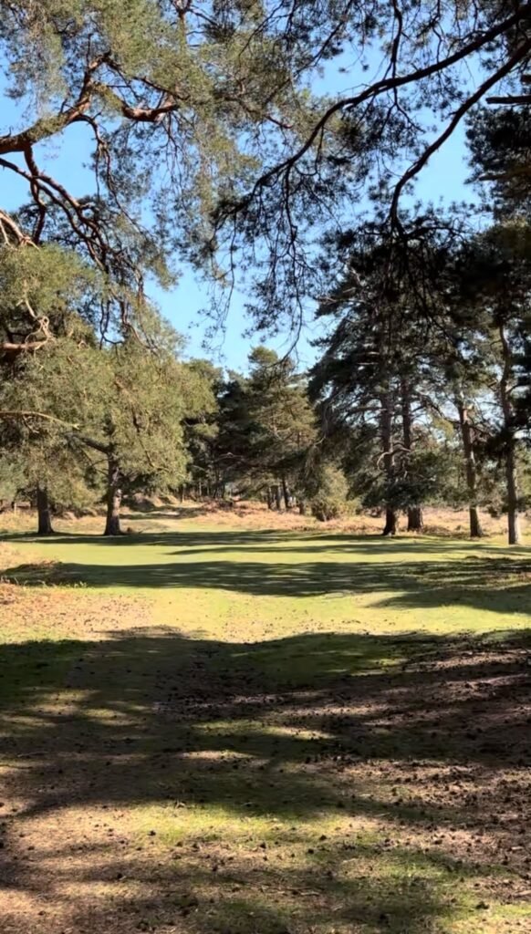 Flat grassy woodland clearing in the New Forest