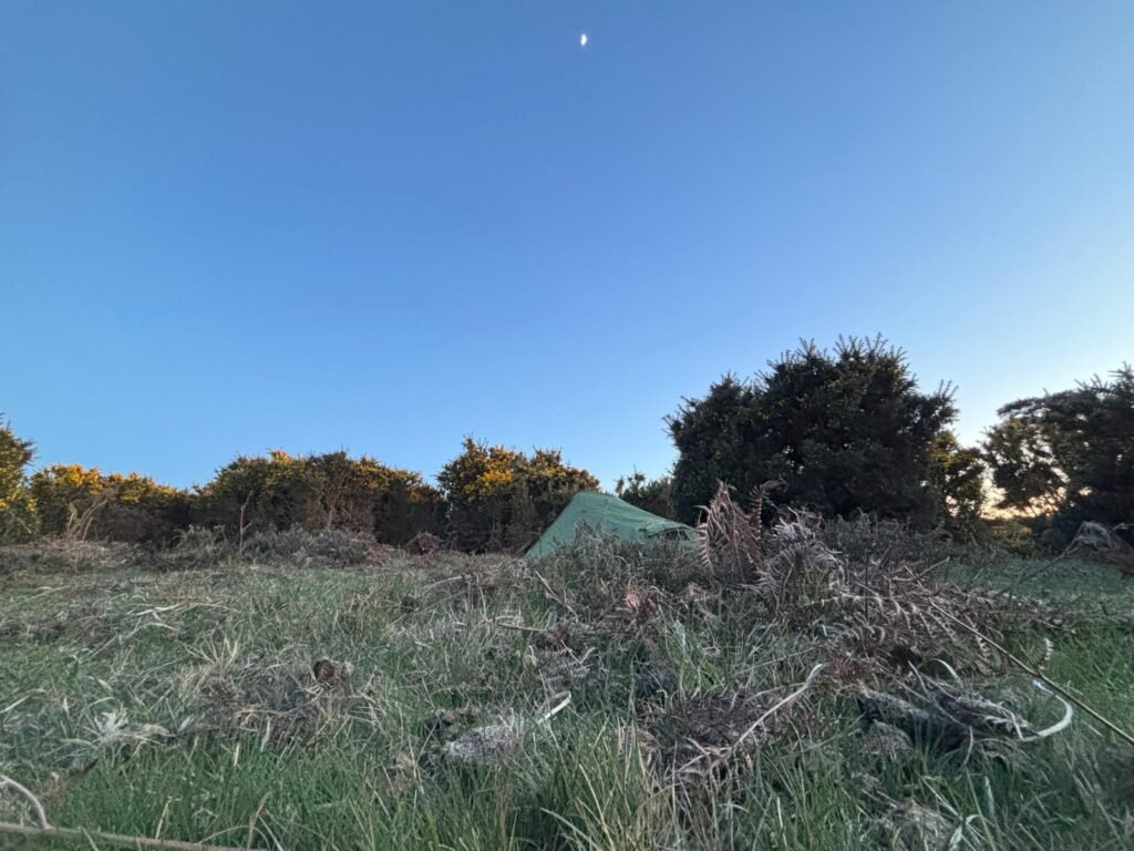 Phoxx 1V2 tent among gorse bushes at twilight in the New Forest