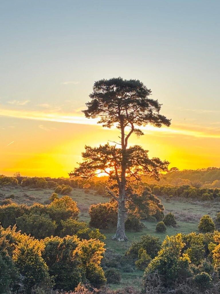 Tall pine tree silhouetted against an orange sunset in the New Forest