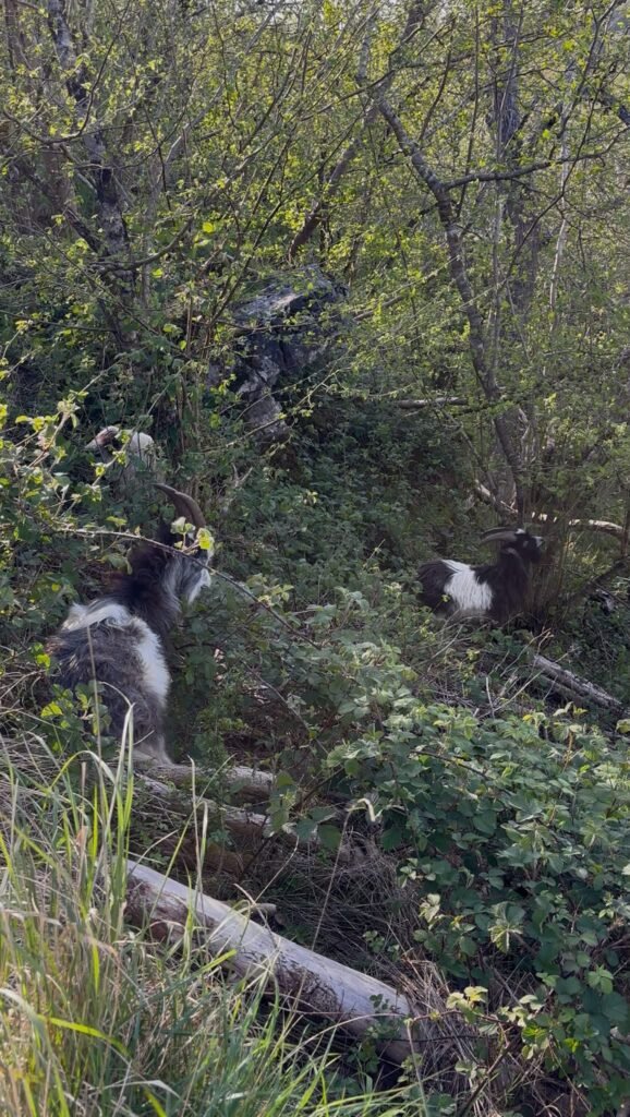 Wild goats feeding on a steep hillside beneath trees at Cheddar Gorge