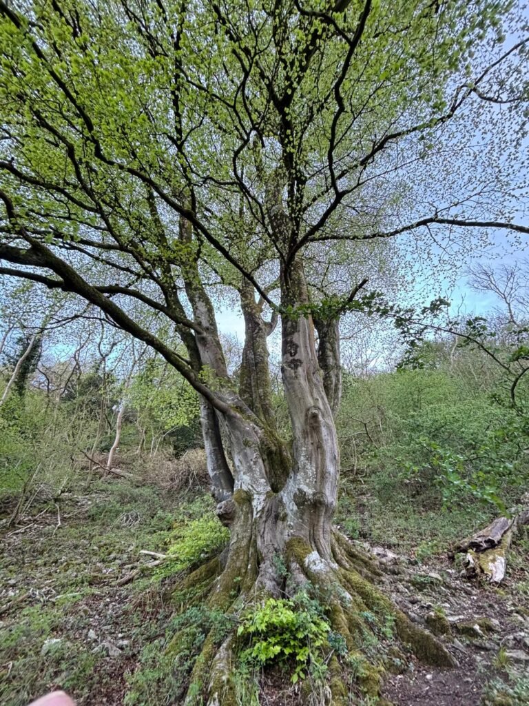 Twisted tree with exposed roots on a wooded hillside near Cheddar Gorge