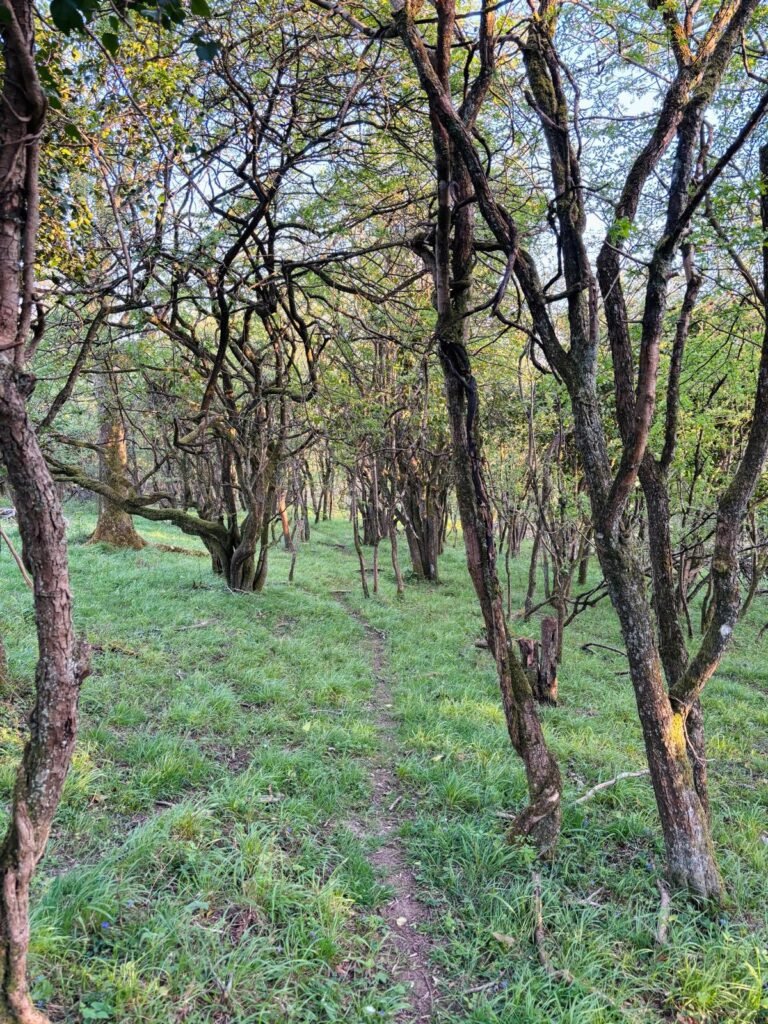 Narrow grassy path winding through twisted trees and bushes near Cheddar Gorge