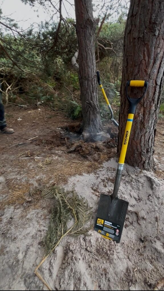 Smoke rising from the buried remains of a fire beside a pine tree on Studland Peninsula.
