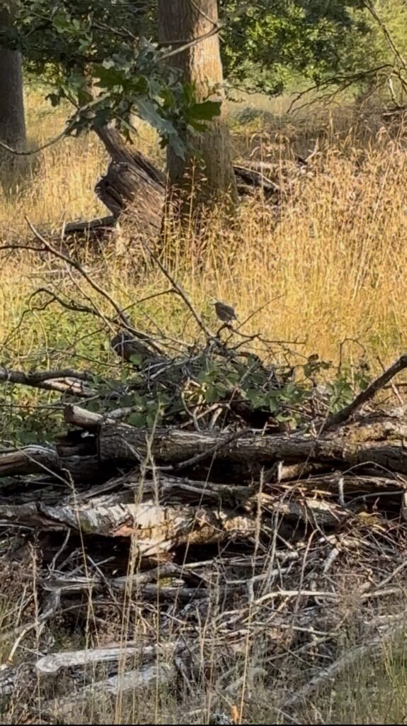 A robin perched on fallen branches among tall grasses in Bentley Wood.