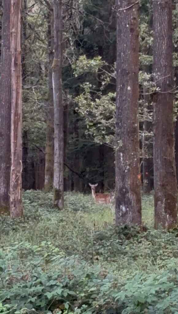 A roe deer standing among bracken and trees in Bentley Wood.