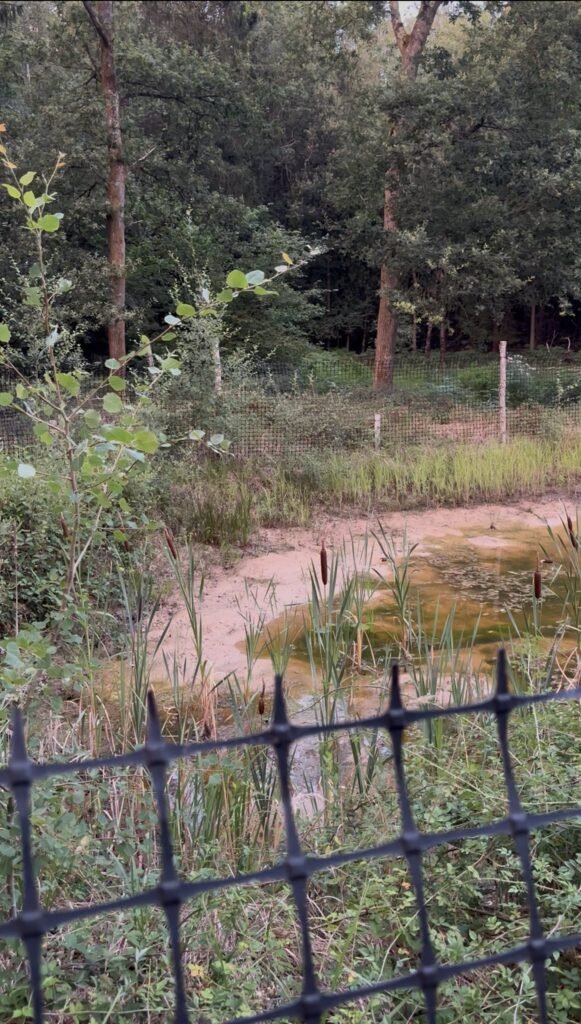 A newly established woodland pond protected by fencing in Bentley Wood.