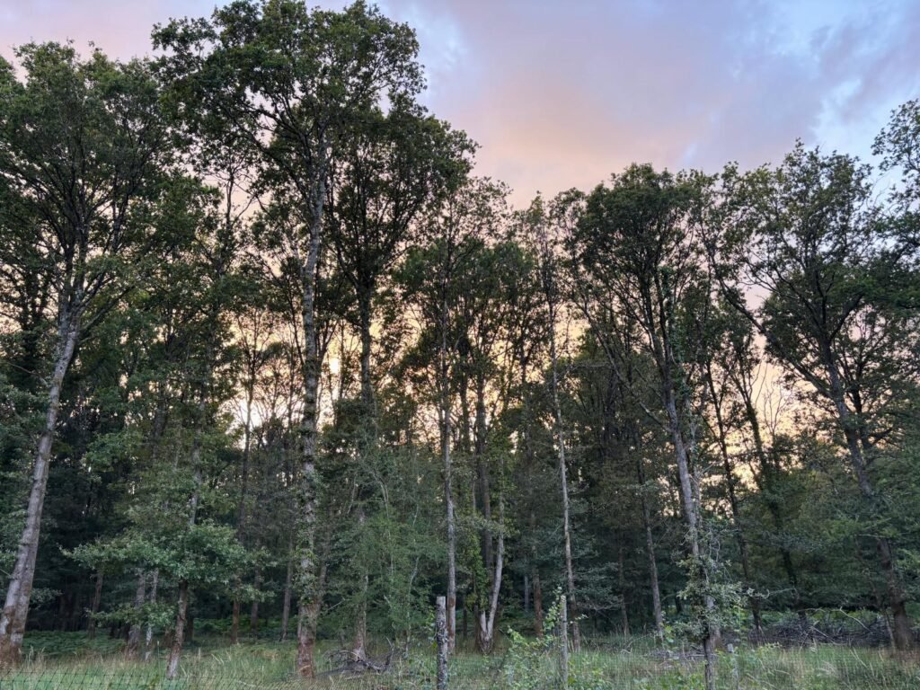 Looking up at the tall trees in Bentley Wood with bracken below and a colourful dusk sky beyond the canopy.