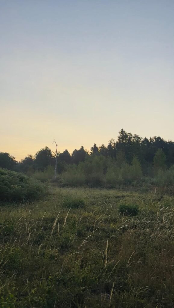 Early morning mist among the trees in Bentley Wood at dawn.