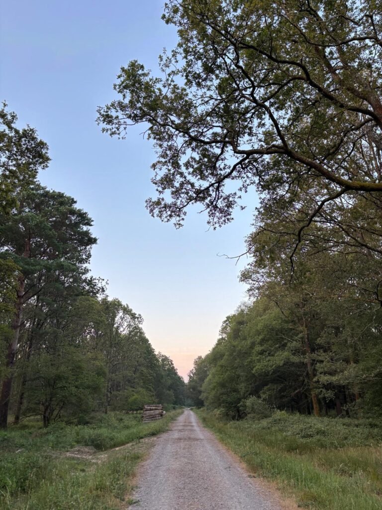 Forest canopy with blue sky visible through a large opening between the trees.
