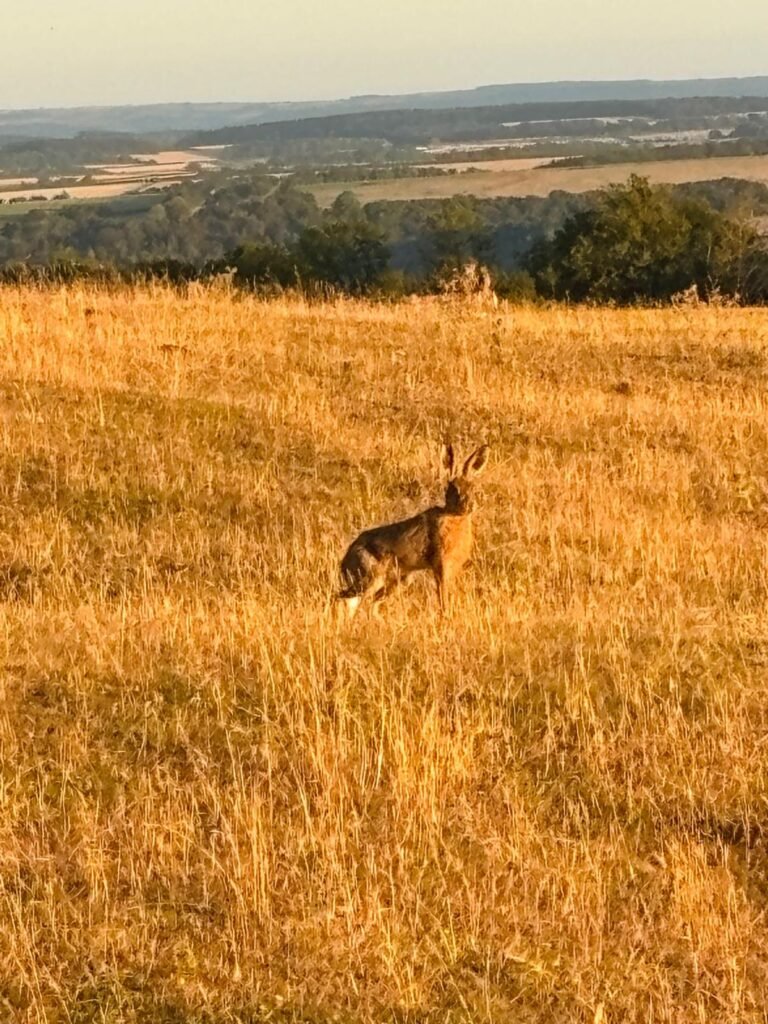 Brown hare in a Dorset field near Hod Hill
