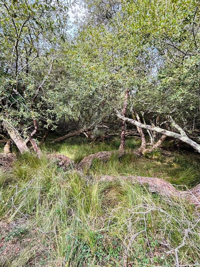 Twisted trees growing among long grass in the boggy heathland