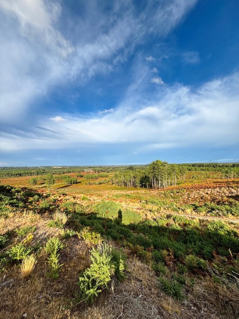 View across the heathland from Woolsbarrow Hillfort with woodland in the distance