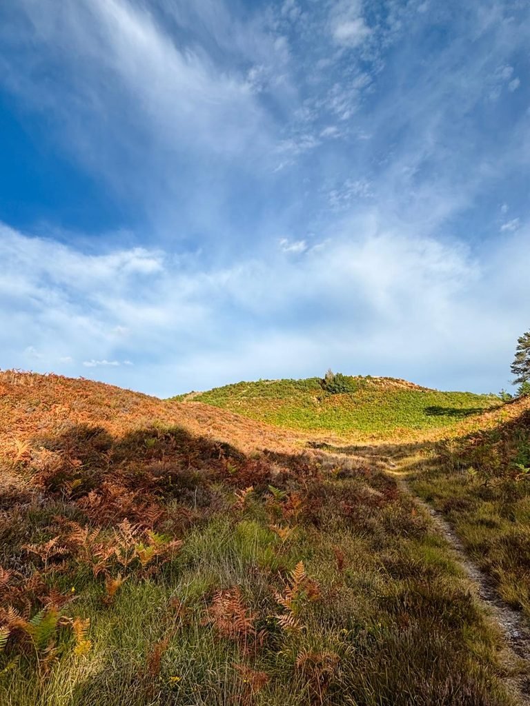 Woolsbarrow Hillfort viewed from the heath-covered ground below