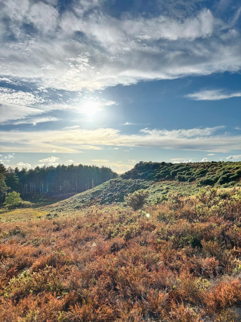 Woolsbarrow Hillfort rising above the heathland and bracken