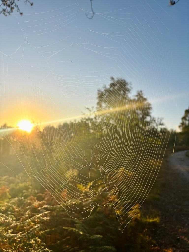 Spider web catching the orange light of the rising sun