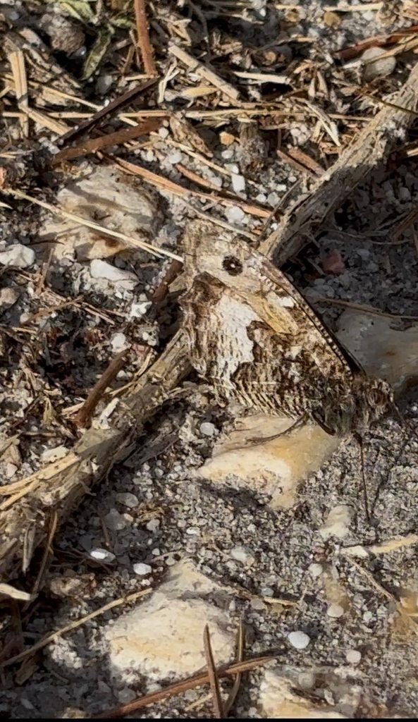 Camouflaged Grayling butterfly resting on the path among stones and dried bracken