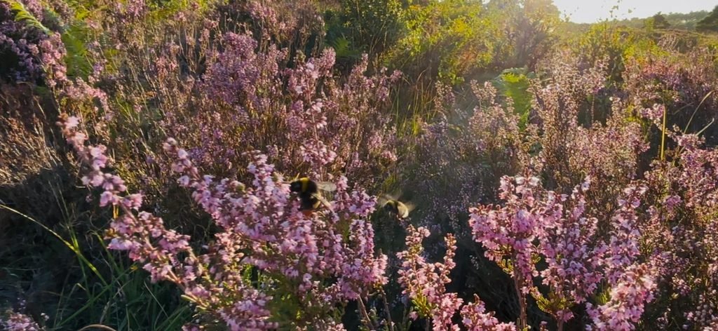 Bees feeding on purple heather in the Wareham Forest heathland
