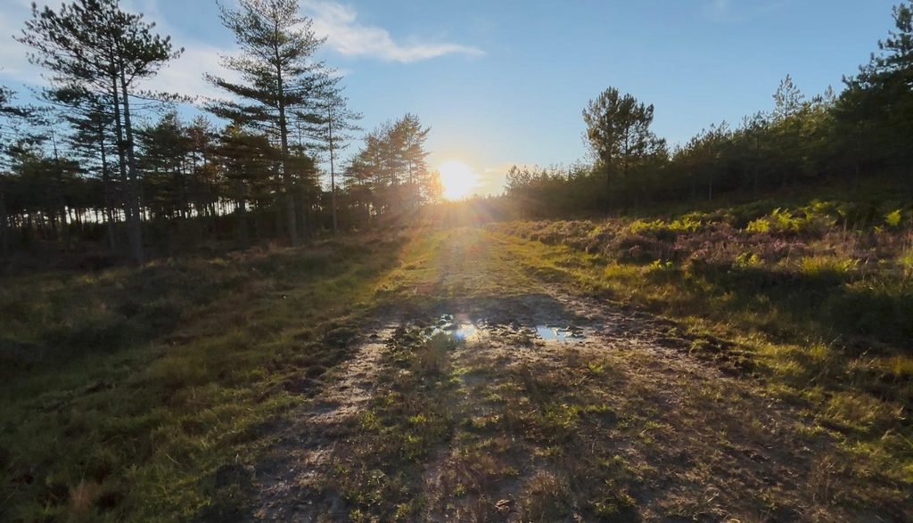 Walking trail through heathland with the setting sun ahead