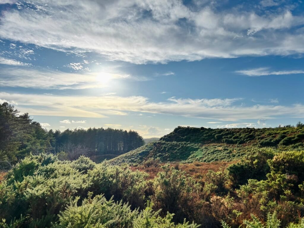 Woolsbarrow Hillfort rising above the heathland and bracken