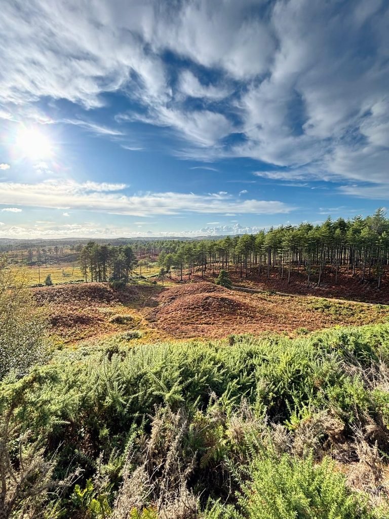Heathland mounds and plantation forest viewed from Woolsbarrow Hillfort