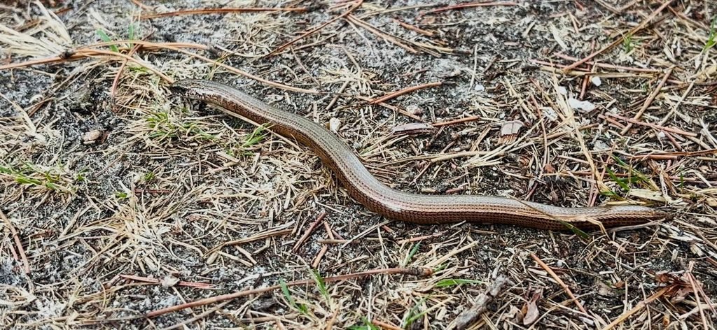 Slow worm lying across a dusty path in Wareham Forest
