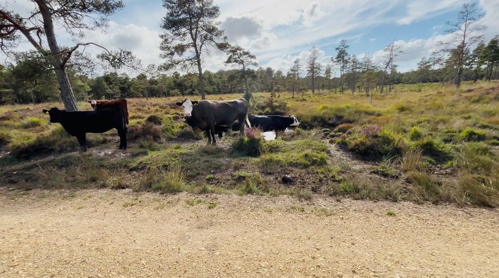 Cattle grazing around a pool on the heathland near Wareham Forest