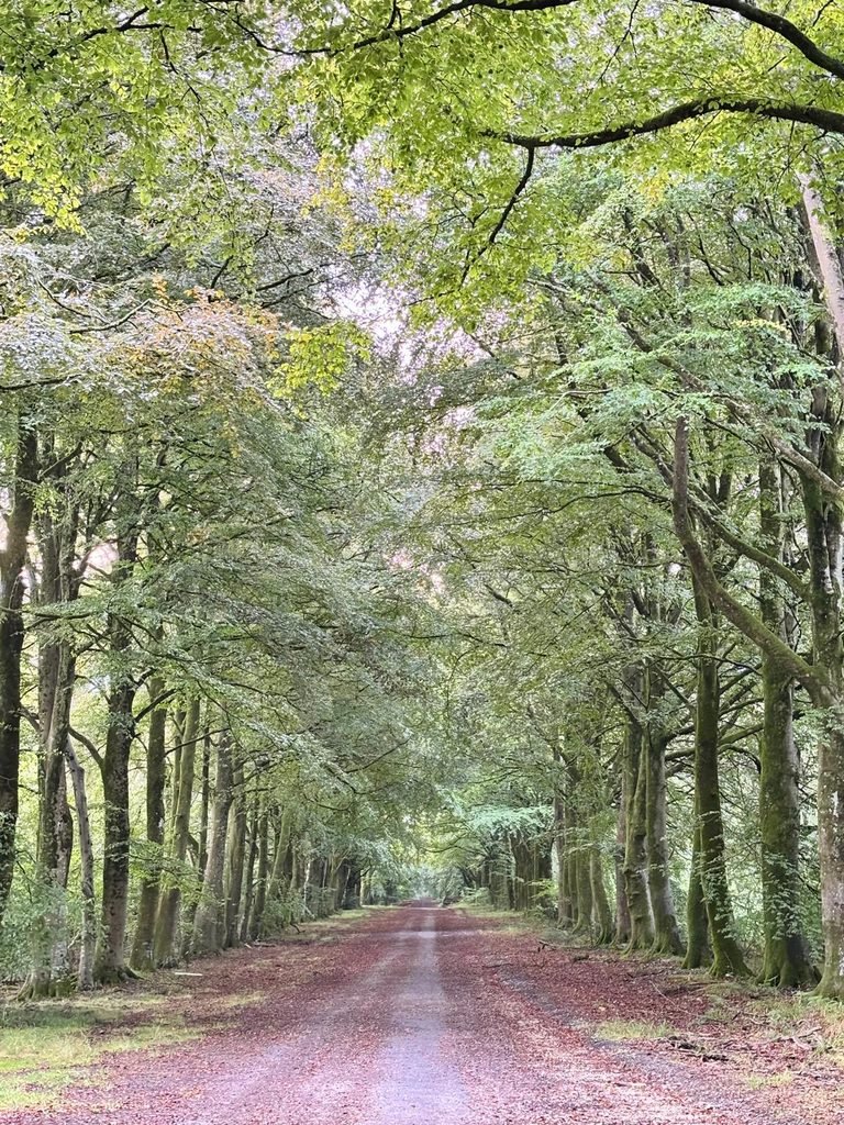 Roman Road through Grovely Wood lined with large beech trees and covered in leaf litter