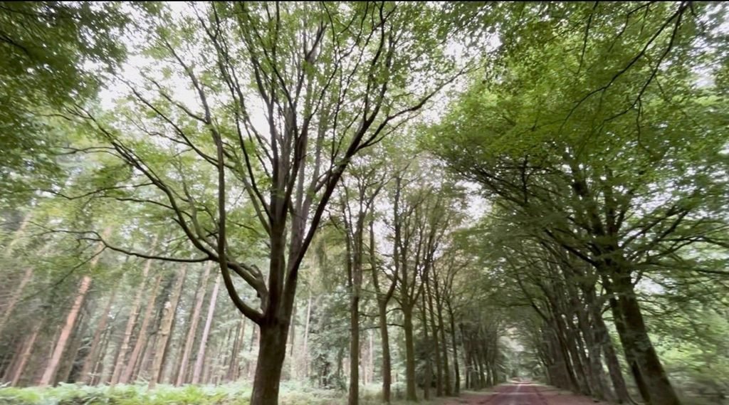 Tall mature beech trees lining the Roman Road in Gro