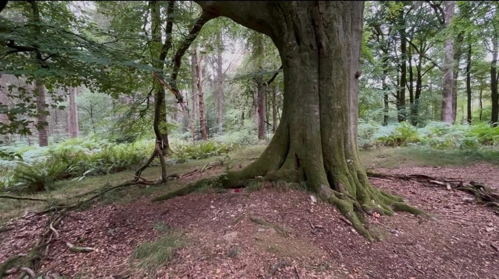 Undecorated Handsel Tree surrounded by dense woodland and bracken