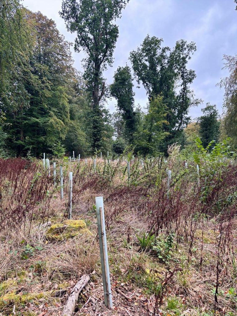 Young newly planted trees protected by plastic tubes in Grovely Wood