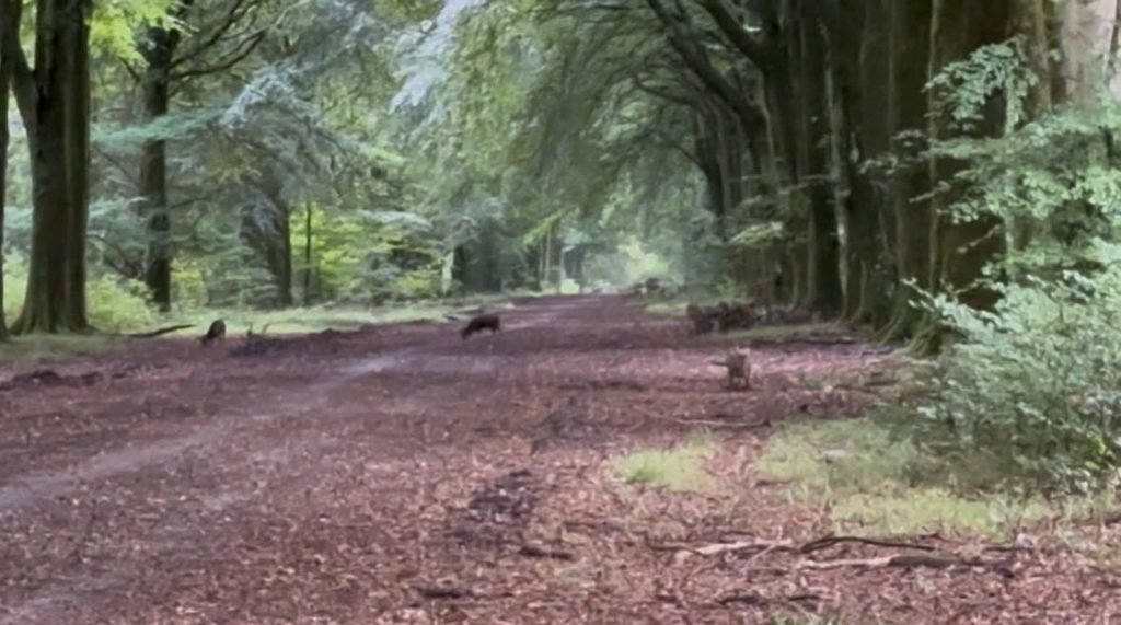 Two muntjac deer feeding on the Roman Road in Grovely Wood