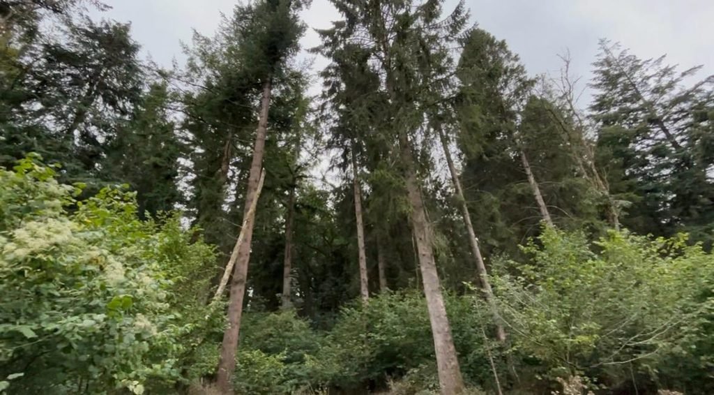 Tall trees and dense woodland viewed from a path in Grovely Wood