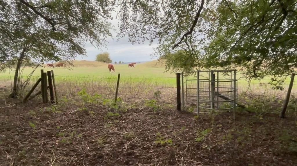 View from Grovely Wood towards the grassy hillfort of Grovely Castle with cattle