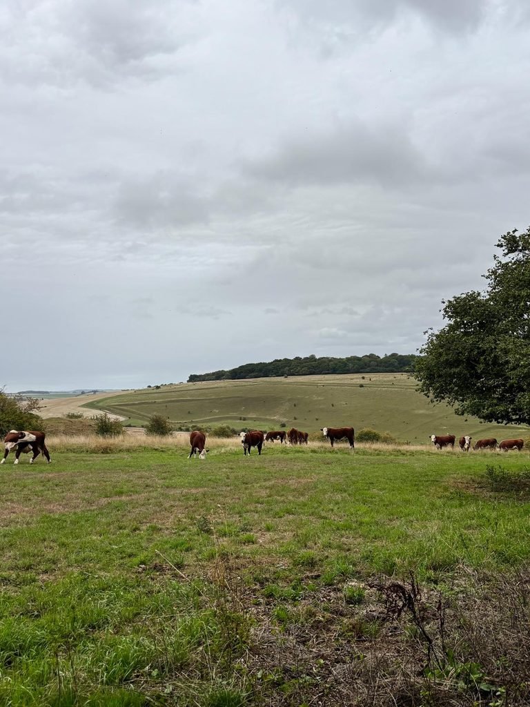 Young cattle grazing on the grassy hillfort of Grovely Castle