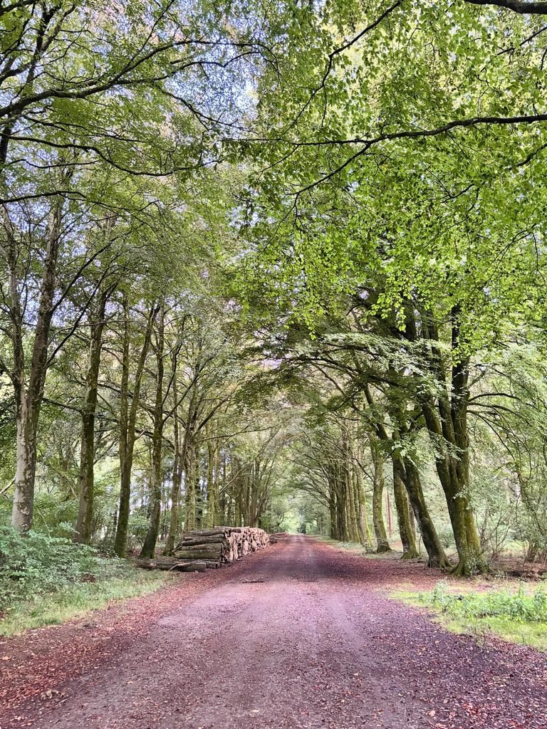 Roman Road through Grovely Wood with mature beech trees and felled timber