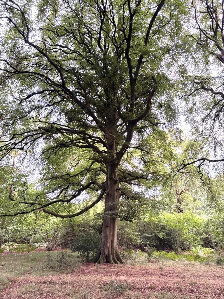 Large undecorated Handsel Tree standing among the woodland of Grovely Wood
